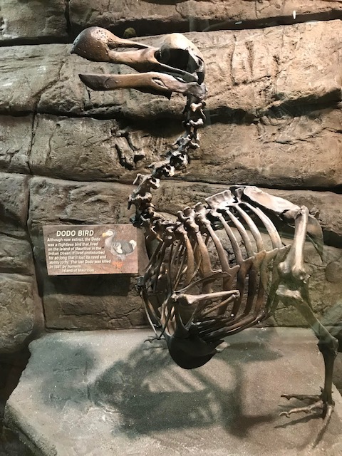 The DODO 